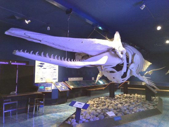 Musée d'histoire naturelle d'Oman